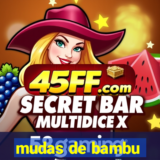 mudas de bambu